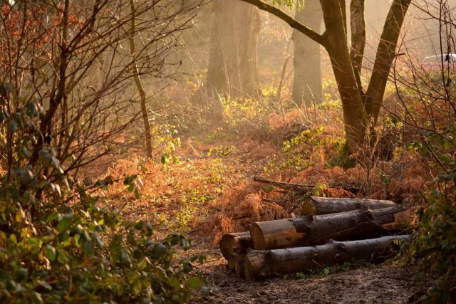 Autumn Woodland Scene with Logs